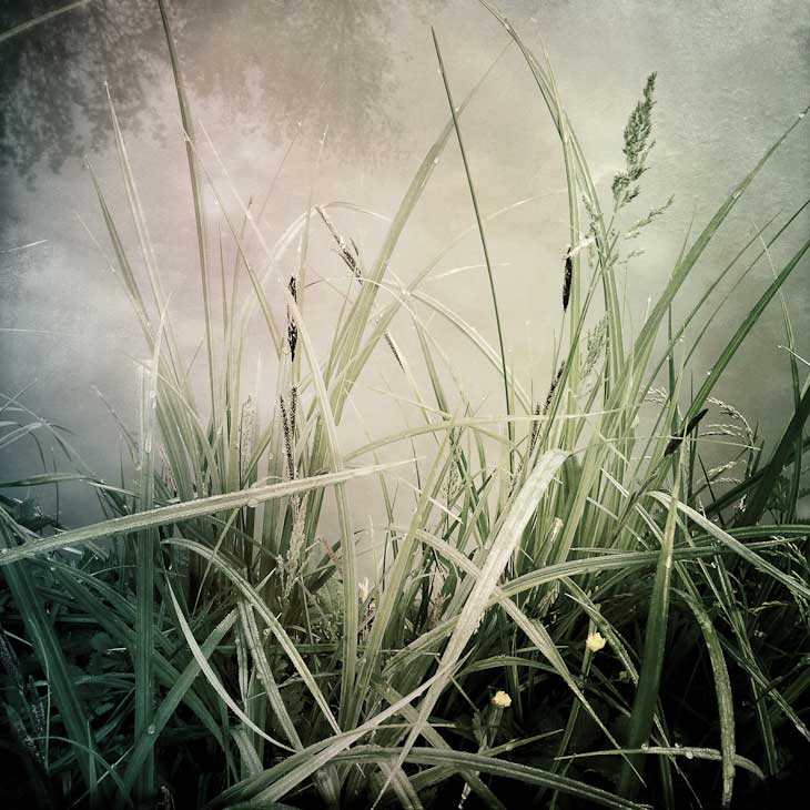 Grasses-,-after-Durer-web