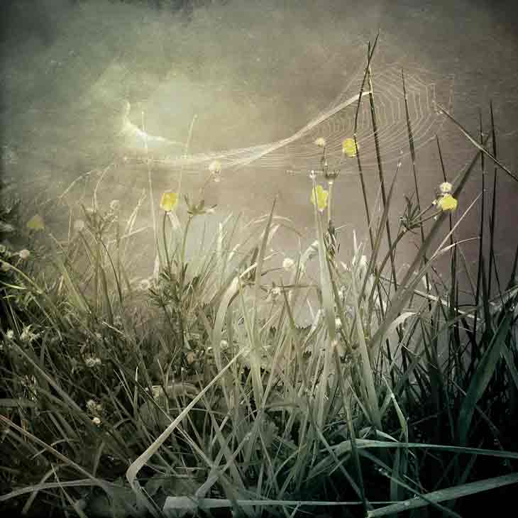 Grasses-II-web-F.rodale-web-4