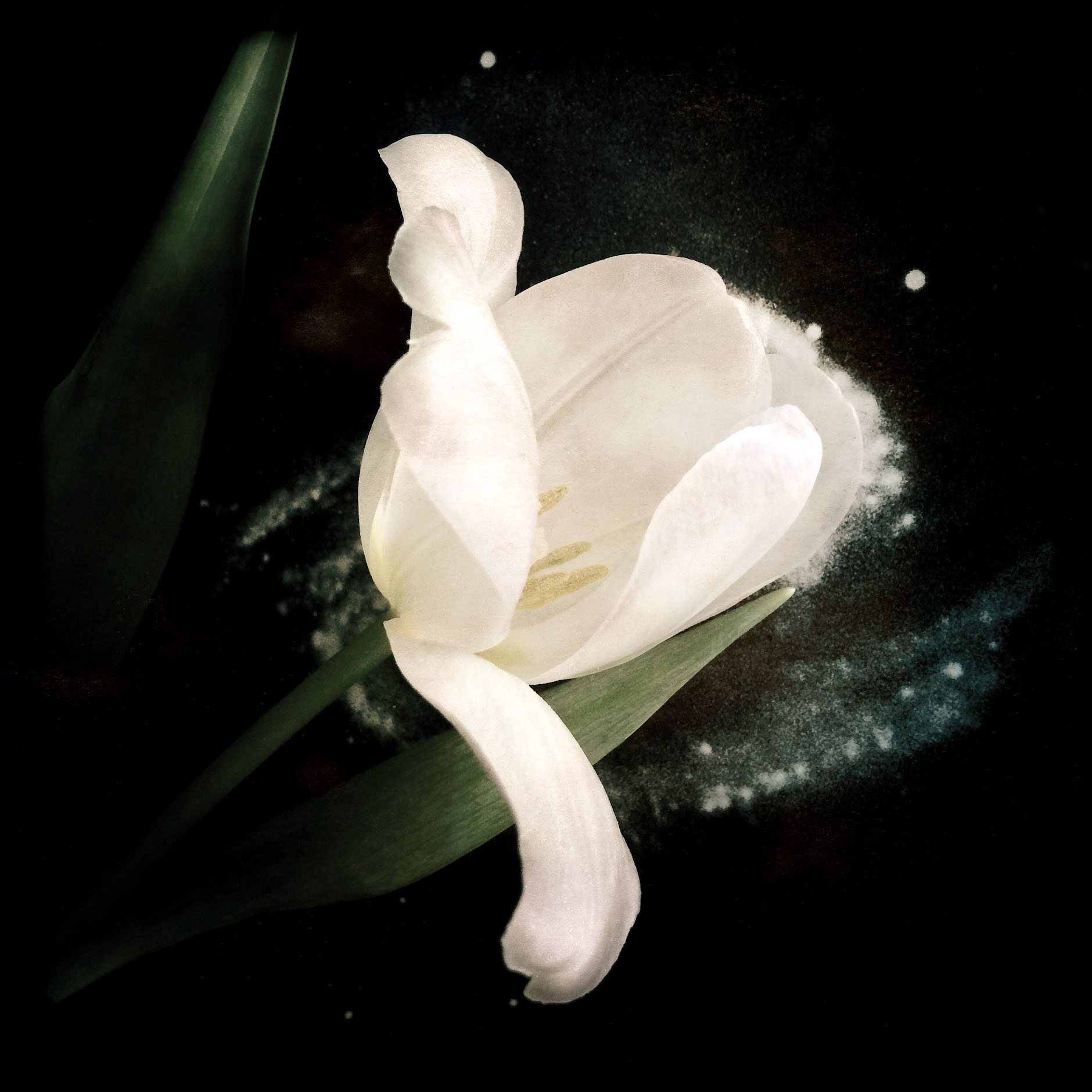 where I stand white tulip9707-72dpi_